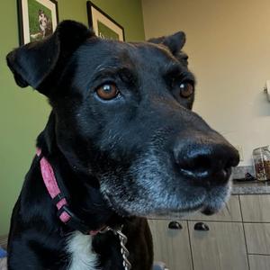 Moonshine, Mixed Breed (Medium), senior, available for adoption