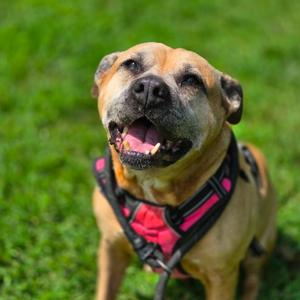 Lilly, Mixed Breed (Large), senior, available for adoption