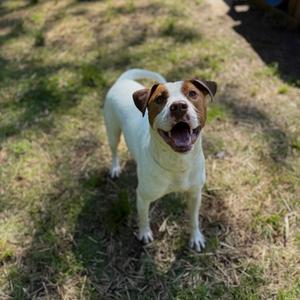 Benny Hill, Mixed Breed (Medium), adult, available for adoption