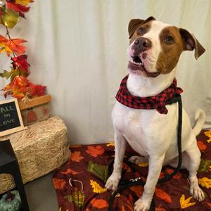 Benny Hill, Mixed Breed (Medium), adult, available for adoption