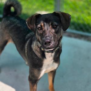 Jazmine, Mixed Breed (Medium), adult, available for adoption
