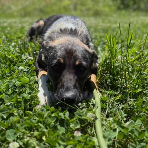 Jazmine, Mixed Breed (Medium), adult, available for adoption