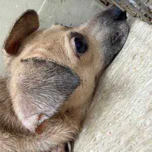 Donna, Mixed Breed (Small), adult, available for adoption