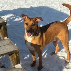 Cyclops, Mixed Breed (Medium), adult, available for adoption