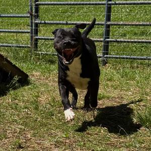 Frosty the snowdog, Mixed Breed (Large), adult, available for adoption