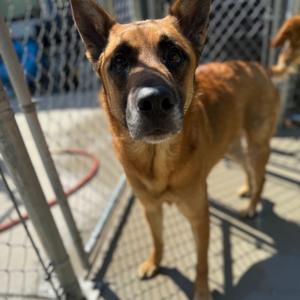 Chief, Mixed Breed (Large), adult, available for adoption
