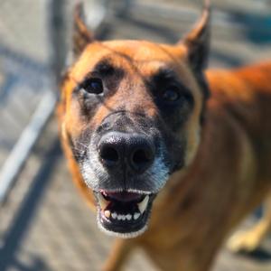 Chief, Mixed Breed (Large), adult, available for adoption