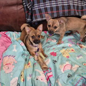 Cera and Sassy, Yorkshire Terrier / Chihuahua, young, available for adoption