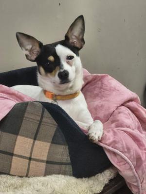 A small black and white dog with pointed ears and an orange collar, sitting in a plaid pet bed with a pink blanket.
