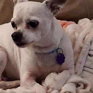A small white dog with a blue collar and a dark purple tag resting on a soft blanket.