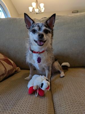 Luna, Chihuahua, adult, available for adoption