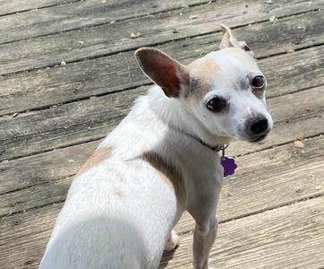 A small white and brown dog with large ears standing on a wooden deck.
