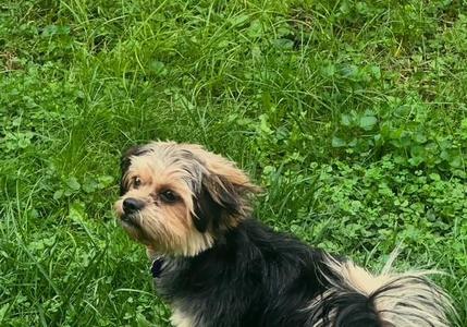 Chance, Yorkshire Terrier / Shih Tzu, young, available for adoption