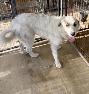 A white dog with a fluffy coat and a pink tongue sticking out, standing in a fenced area.