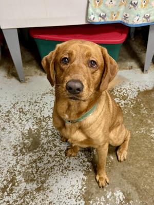 Benny, Labrador Retriever, young, available for adoption