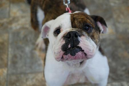 Bubbles, English Bulldog, young, available for adoption