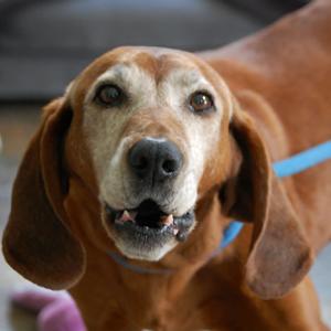 Huckleberry, Redbone Coonhound, senior, available for adoption
