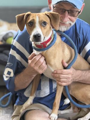 Bear, Feist, young, available for adoption