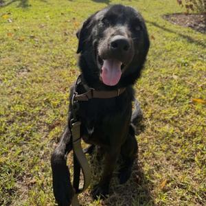 Beetlejuice, Retriever, Black Labrador, adult, available for adoption