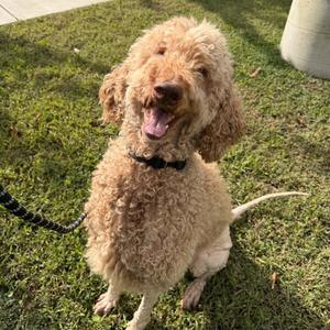 Edward Scissorpaws, Poodle, Standard, adult, available for adoption