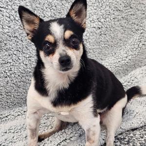 Adelaide, Chihuahua, Short Coat, adult, available for adoption
