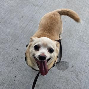 A small dog with a light brown and white coat is standing on a gray surface, looking up with its tongue out. The dog is wearing a black harness.