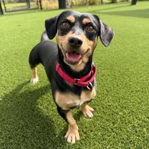Freshman, Dachshund, adult, available for adoption