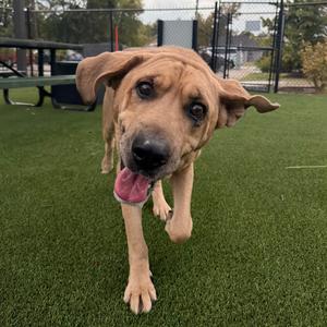Buddy, Mixed Breed (Large), senior, available for adoption