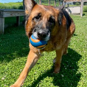 Lily, Shepherd, German, adult, available for adoption