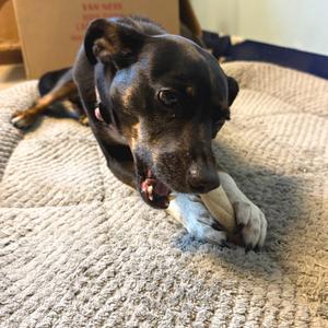 Jolene, Pinscher, Miniature, senior, available for adoption