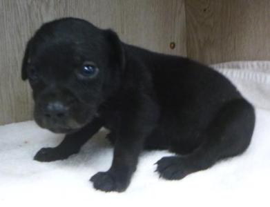 Pepper, Labrador Retriever, puppy, available for adoption