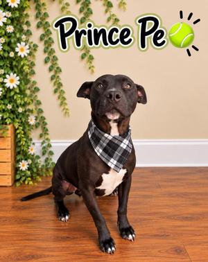Prince Pe, Pit Bull Terrier, adult, available for adoption