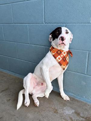 A white dog with a black patch over its left eye, wearing a patterned bandana, sitting against a blue wall.