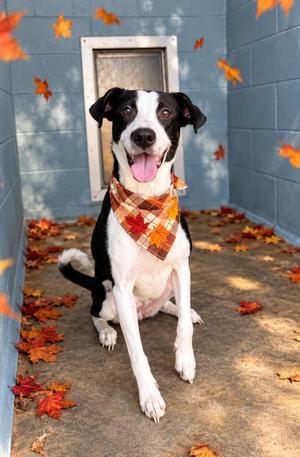 Kameron, Border Collie / Rat Terrier, adult, available for adoption