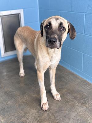 Brutus Maximus, Great Dane, adult, available for adoption