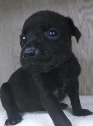 A black puppy sitting on a white surface