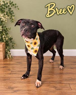 Bree, Terrier, adult, available for adoption