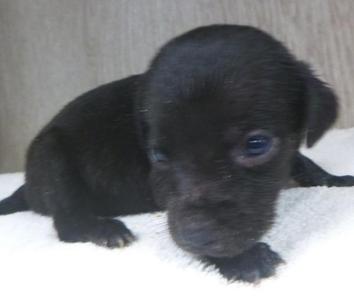 Sugar, Labrador Retriever, puppy, available for adoption