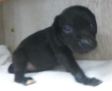 Chunk, Labrador Retriever, puppy, available for adoption