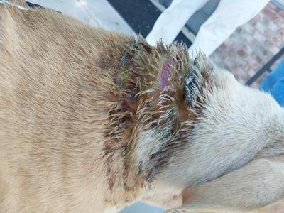 Close-up of a dog's neck with a wound