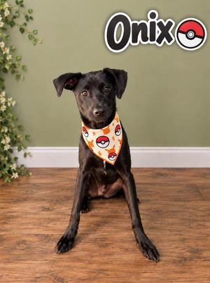 Onix, Labrador Retriever, young, available for adoption