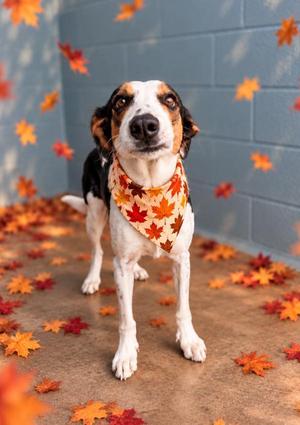 Bella Rose, Australian Shepherd, adult, available for adoption