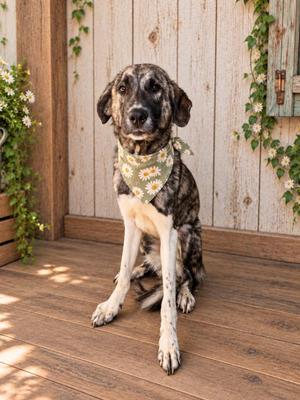 Hattie, Anatolian Shepherd, adult, available for adoption