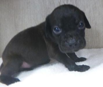 Butter, Labrador Retriever, puppy, available for adoption