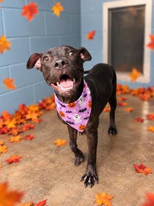 Rue, Terrier, young, available for adoption