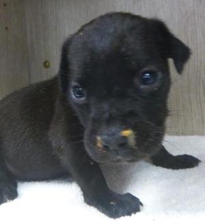Rosemary, Labrador Retriever, puppy, available for adoption