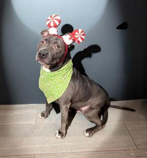Bella Lou, Terrier, adult, available for adoption
