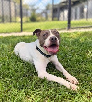 Rumi, Terrier, adult, available for adoption