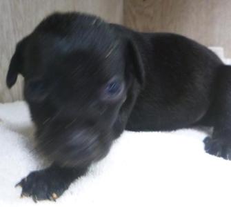 Bean, Labrador Retriever, puppy, available for adoption