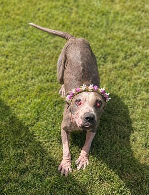 A dog wearing a flower crown on a grassy field.